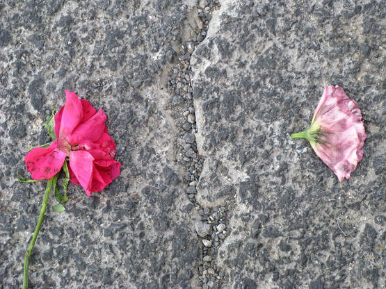 Broken flowers, 2006, Photographie numérique